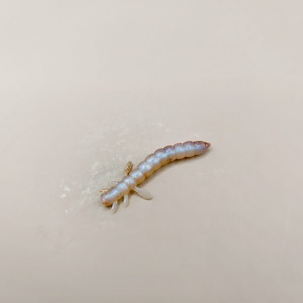 Pro Larva